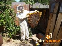 Beehive Removal Melbourne image 6